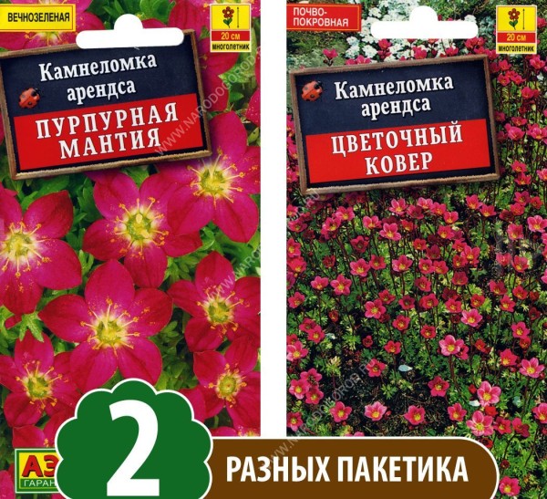 Семена Камнеломка арендса Пурпурная Мантия + Цветочный Ковер, 2 разных пакетика