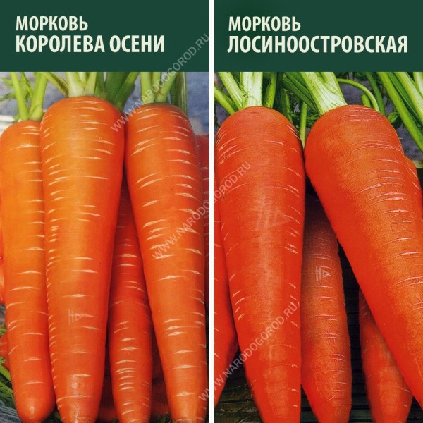 Семена Морковь на ленте Королева осени + Лосиноостровская (2 пакетика)